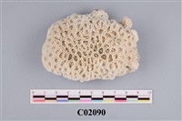 藏品(珊瑚化石)的圖片